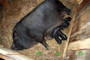 Опорос вьетнамских свиней первый раз