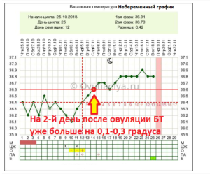 После овуляции бт 36 8