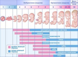 20 Неделя беременности от зачатия что происходит