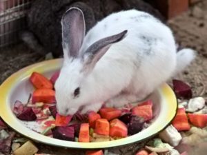 Можно ли давать кроликам листья красной свеклы