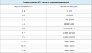 Если нет беременности сколько хгч