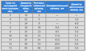 Сколько мм должно быть плодное яйцо в 5 недель