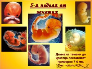 2 5 Недели от зачатия что происходит