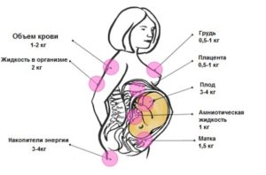 Сколько можно поднимать кг беременным на ранних сроках