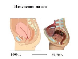 Через какое время после родов органы встают на место