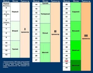 Когда Начинается 2 Триместр Беременности По Неделям
