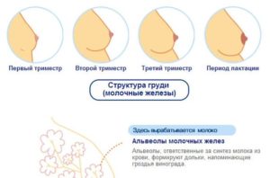 Болит ли грудь перед беременностью