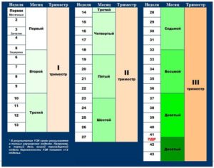 21 неделя это сколько месяцев беременности таблица