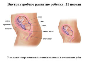 Шевеление плода на 21 неделе беременности как часто