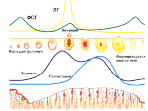 Что Происходит С Фолликулом Если Нет Овуляции