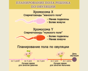 Па за 2 дня до овуляции кто забеременел