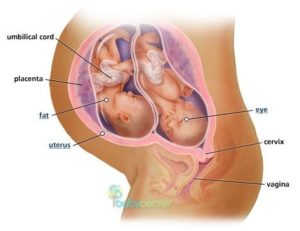 18 неделя беременности двойней что происходит с малышом и мамой