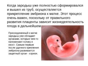 Если эмбрион не прикрепился к матке когда он выйдет