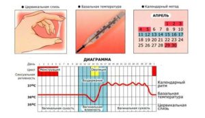 За три дня до овуляции был незащищенный акт можно забеременеть