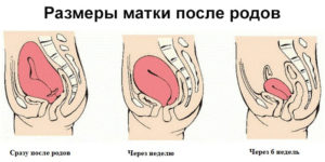 Как понять что сокращается матка после родов