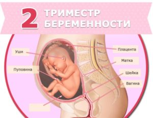 Положение плода 23 неделе беременности