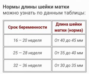 Длина шейки матки на 33 неделе беременности норма