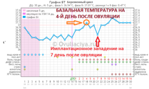 После овуляции бт 36 8