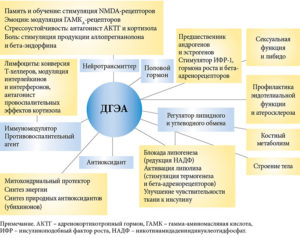 Дгэа с гормон что это такое у женщин