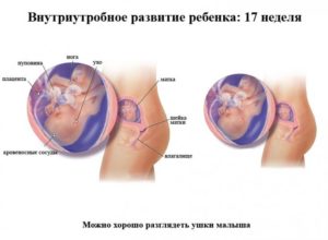 Почему не шевелится ребенок в 17 недель беременности