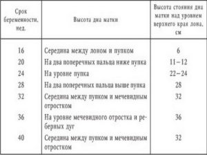 Высота дна матки на 14 неделе беременности