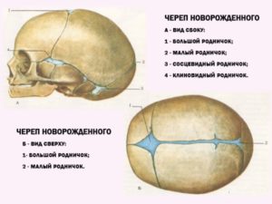 Кости черепа у новорожденных мягкие