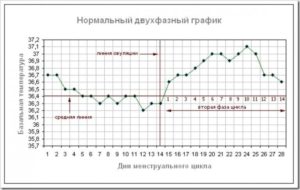 Овуляция на 20 день цикла при 30 дневном цикле