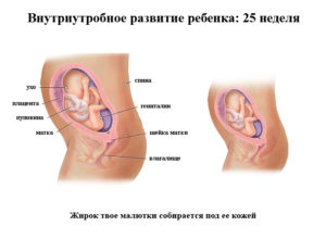 Как ребенок лежит в животе на 25 неделе беременности фото