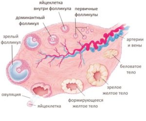 Что Происходит С Фолликулом Если Нет Овуляции