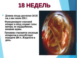 Беременность 17 18 недель развитие плода