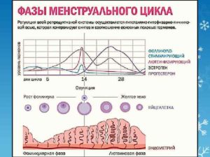 Длинная вторая фаза цикла причины