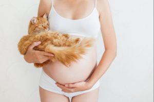 Чувствуют ли коты беременность женщины
