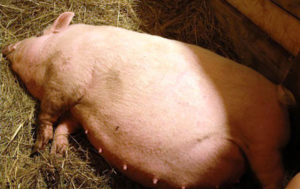 Как определить свинья поросная или нет
