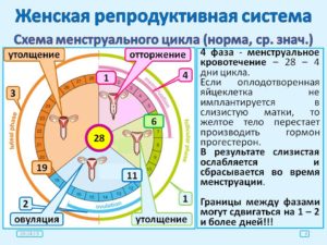 Сколько длится цикл между месячными