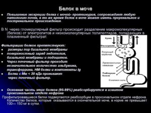 Что есть чтобы не было белка в моче при беременности