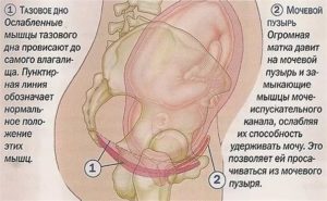 Болит мочевой пузырь после родов