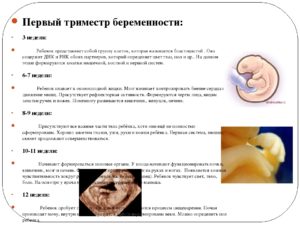 На Какой Неделе Заканчивается Первый Триместр Беременности