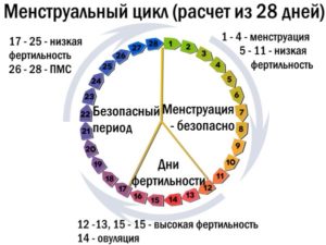 Если Менструационный Цикл 25 Дней Когда Овуляция