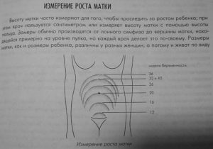 Высота матки 23 неделе беременности