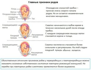 Отошла пробка через сколько начнутся роды у повторнородящих 40 недель