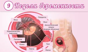 Беременность 8 9 недель развитие