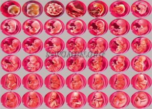 Как помочь эмбриону закрепиться в матке народными средствами
