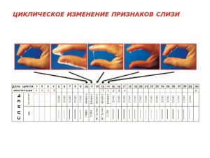 Может ли при беременности быть выделения как при овуляции