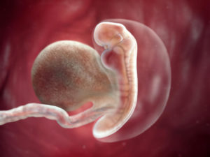 Вторая эмбриональная неделя беременности