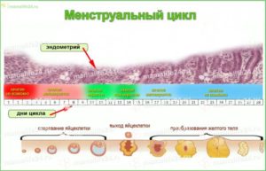 На какой день овуляция при 31 цикле