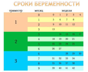 Беременность С Какой Недели Начинается 3 Триместр