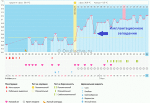 Может ли быть имплантационное западение на 4 день после овуляции