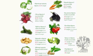 Сколько варить овощи в пароварке для прикорма