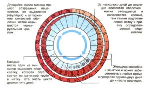 Сколько проходит дней между месячными