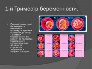 На Какой Неделе Заканчивается Первый Триместр Беременности